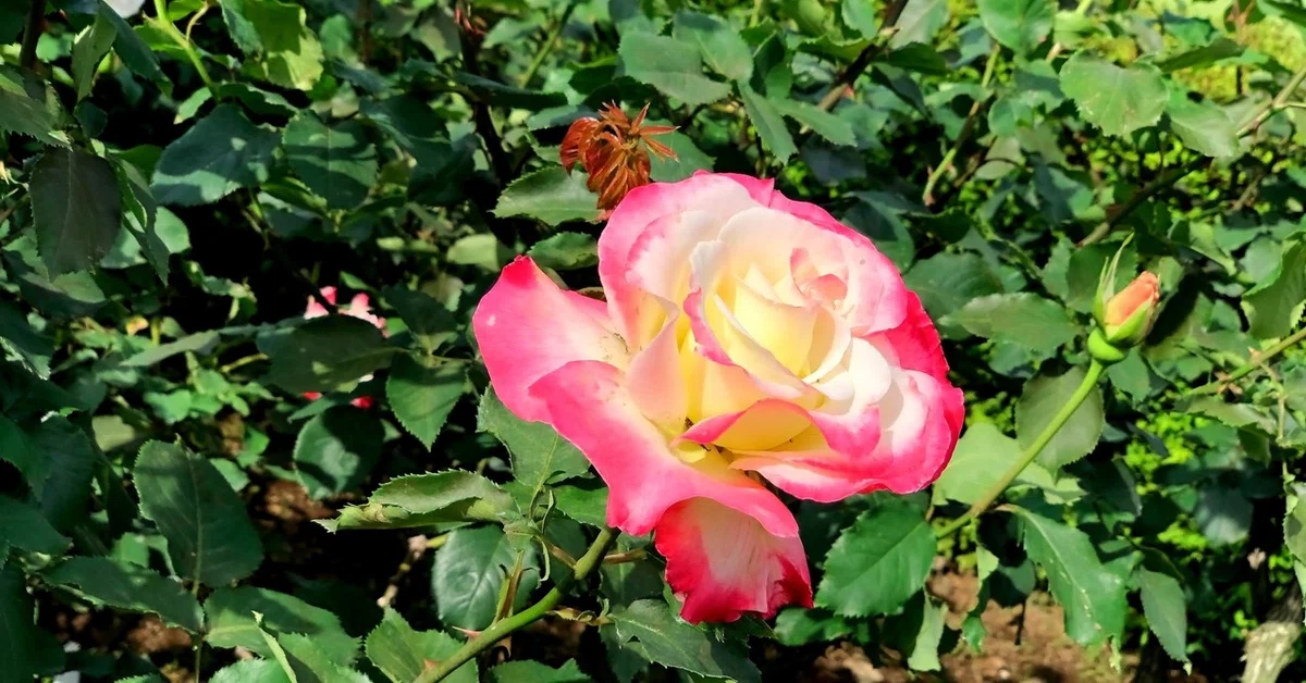 画像18
