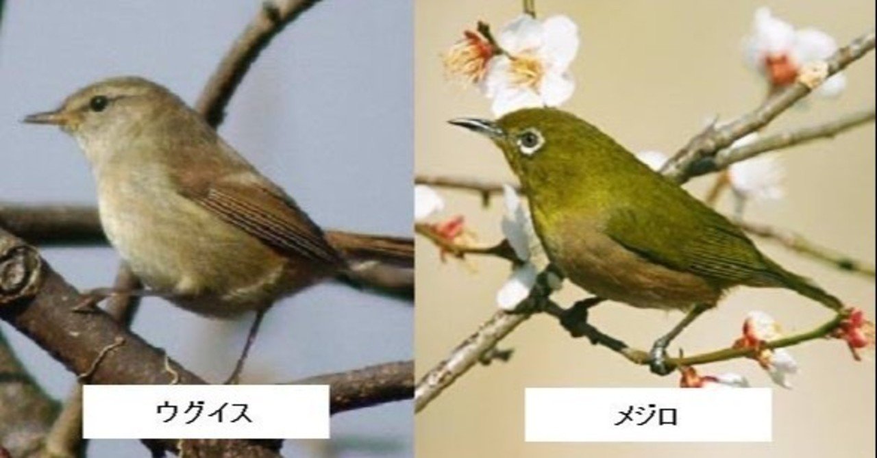 第1197回 身近な野鳥の見分け方｜翆野 大地