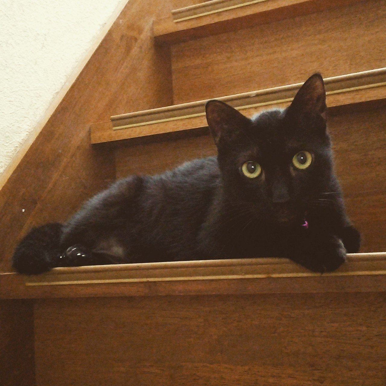 黒猫感謝の日 わらすぼのミツコ Note