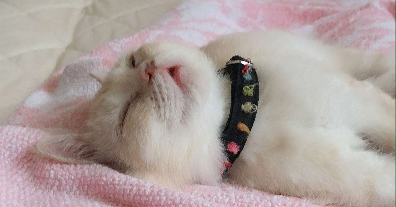 猫のヨーダとfipと余命宣告 Kimurarock55 Note