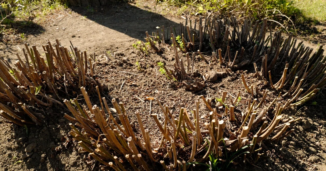 Stump and Sprout｜平穏(洋平)