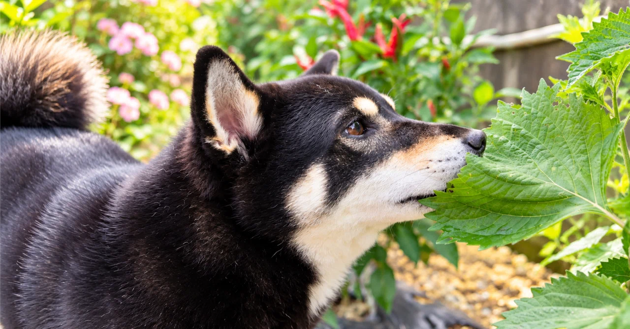 Atopic Black Shiba | The Mystery of Immunity ② How does the immune ...