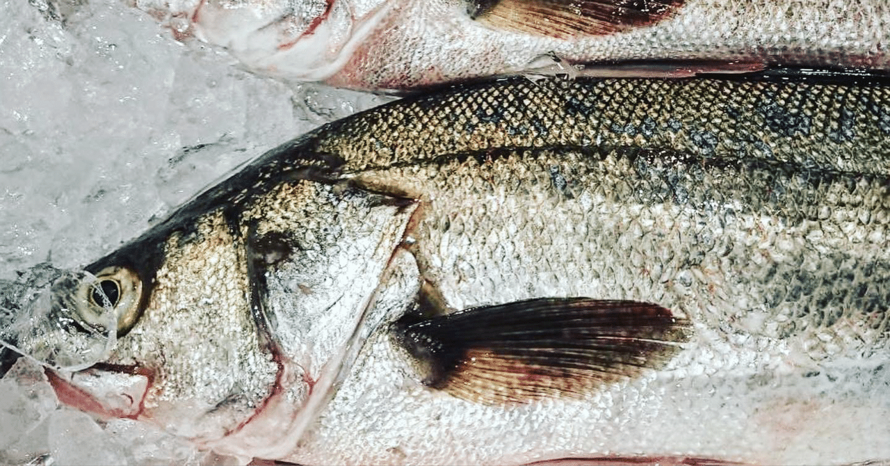 新潟 佐渡沖のスズキ 鱸 魚が来る 明日 新潟から 鮮魚通販 Note