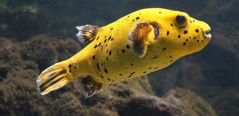 あつ森から学ぶ生物の話 ハリセンボンと言えば針 和名も英名も針から来ています 緑木リョク Note