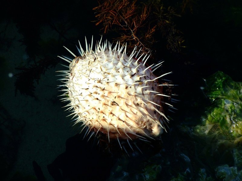 あつ森から学ぶ生物の話 ハリセンボンと言えば針 和名も英名も針から来ています 緑木リョク Note
