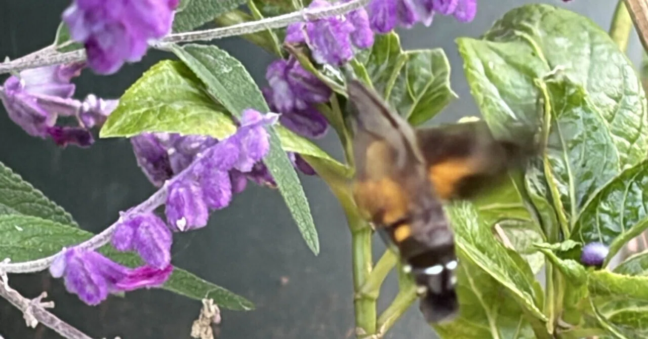 A Hummingbird? in the Garden and an Old Textbook｜あろま｜自然の暮らしのまにまに