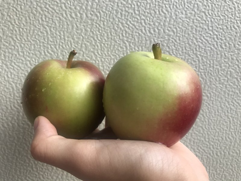りんご 恋空 を食べてみました Atsuko Nagai りんごをもっとたのしもう Note