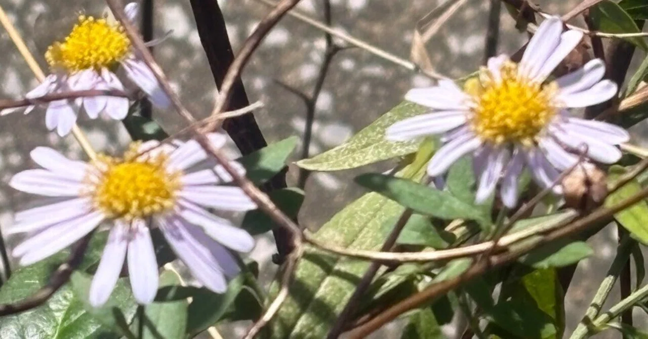 Introduction to the Edelweiss Sho: A Battle of Dirt Maidens｜dorayaki