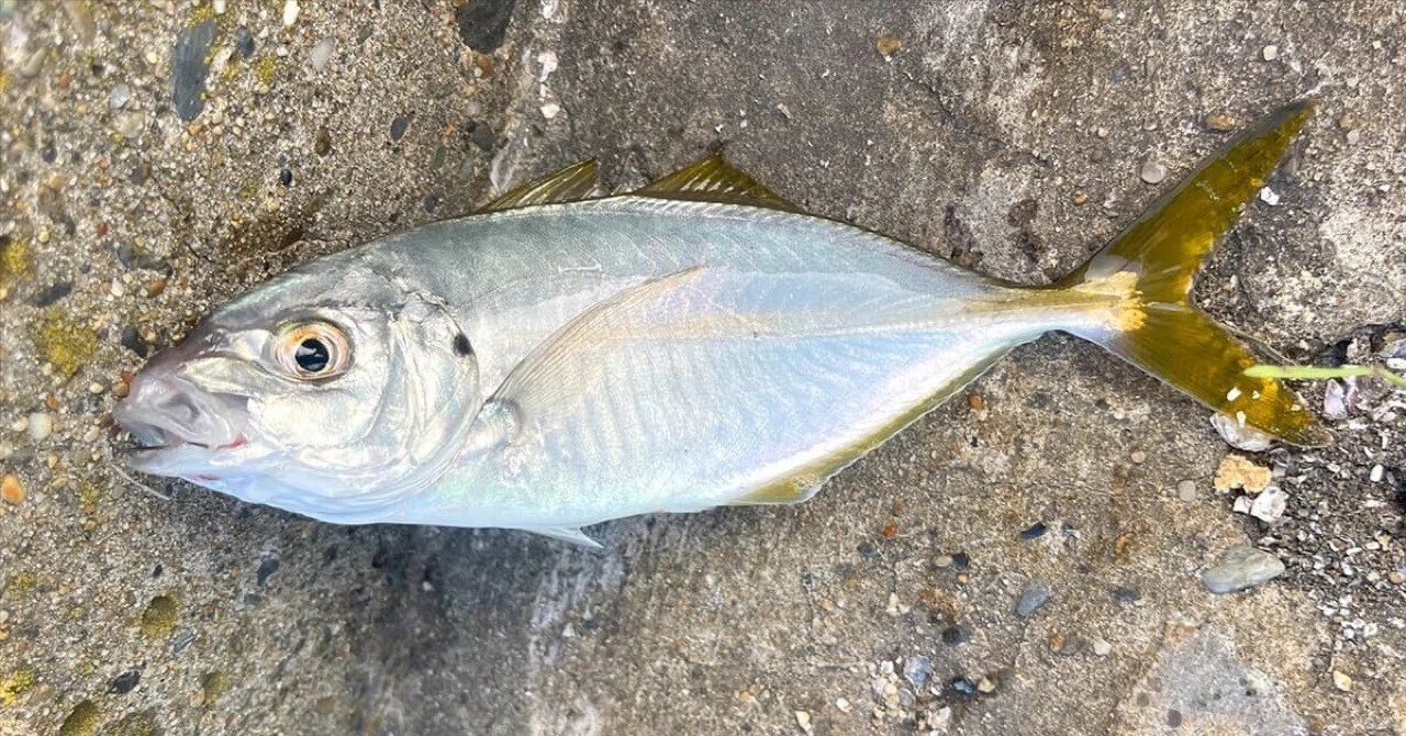 I caught several striped jack while float fishing in autumn and made ...