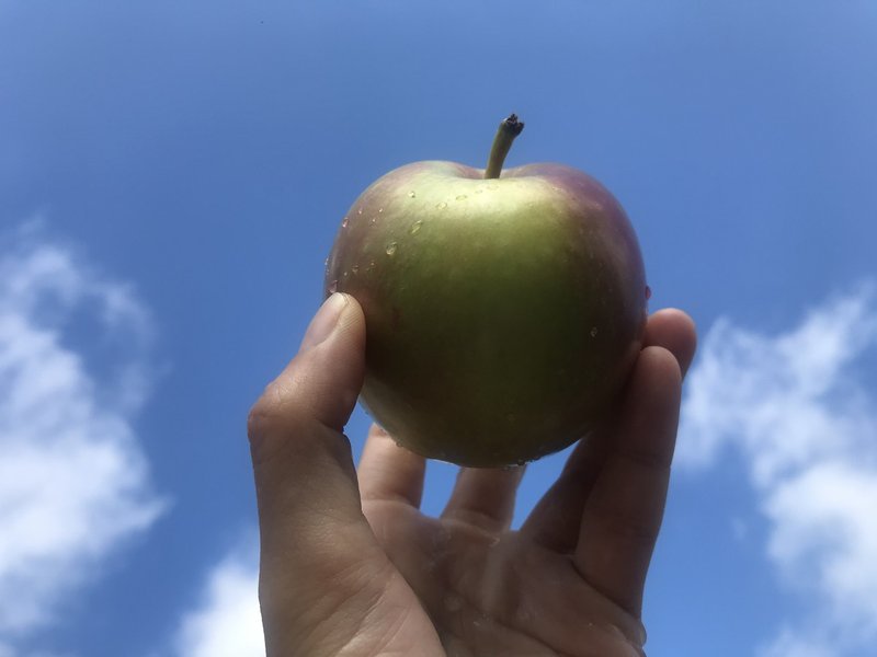 りんご 恋空 を食べてみました Atsuko Nagai りんごをもっとたのしもう Note