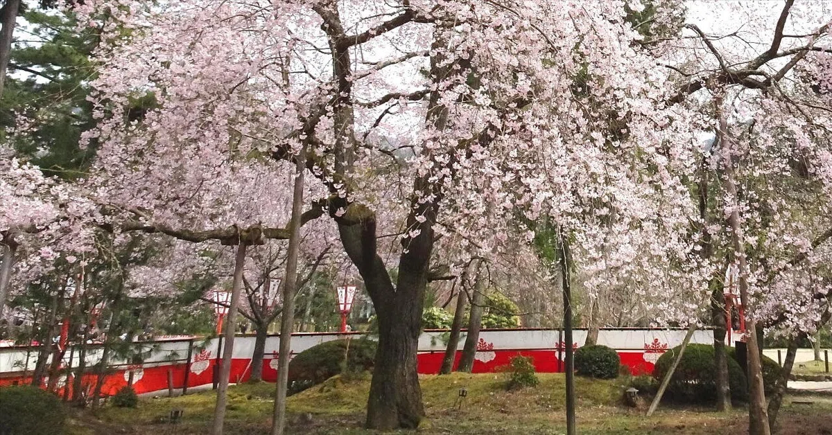 [Story Scene 097] Hideyoshi's Final Grand Stage: The Cherry Blossom ...