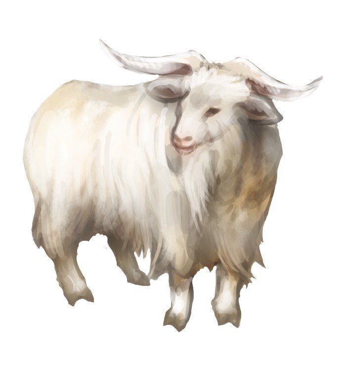 カシミヤ山羊 の毛 編集室一筆 Note