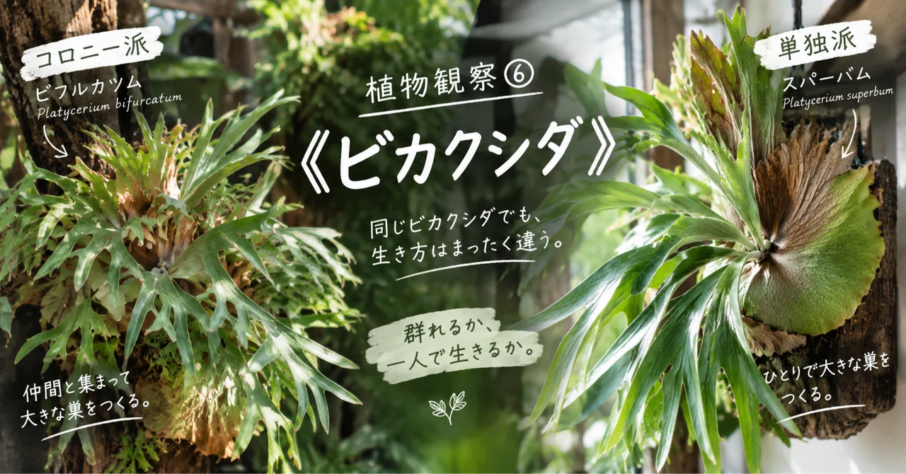 Plant Observation 6: Staghorn Fern｜kusako_plants