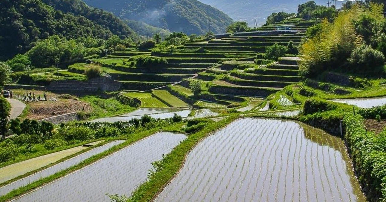 Seven Terraced Rice Fields, But I Couldn't Plant Rice in All of Them ...