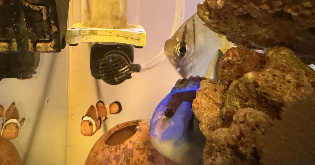 Sand Frog Back Vol. 35: Fish, Corals, and Frogs|脱力アクアン