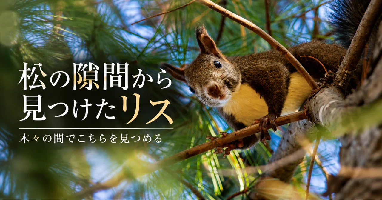 Found through the gaps in the pine—a squirrel watching me from between ...