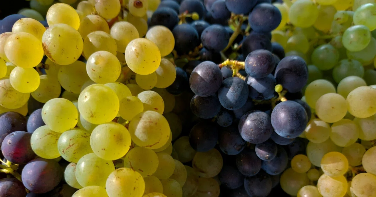 Autumn Delights from a Single Grape: The Charm of Grapes and Tips for ...