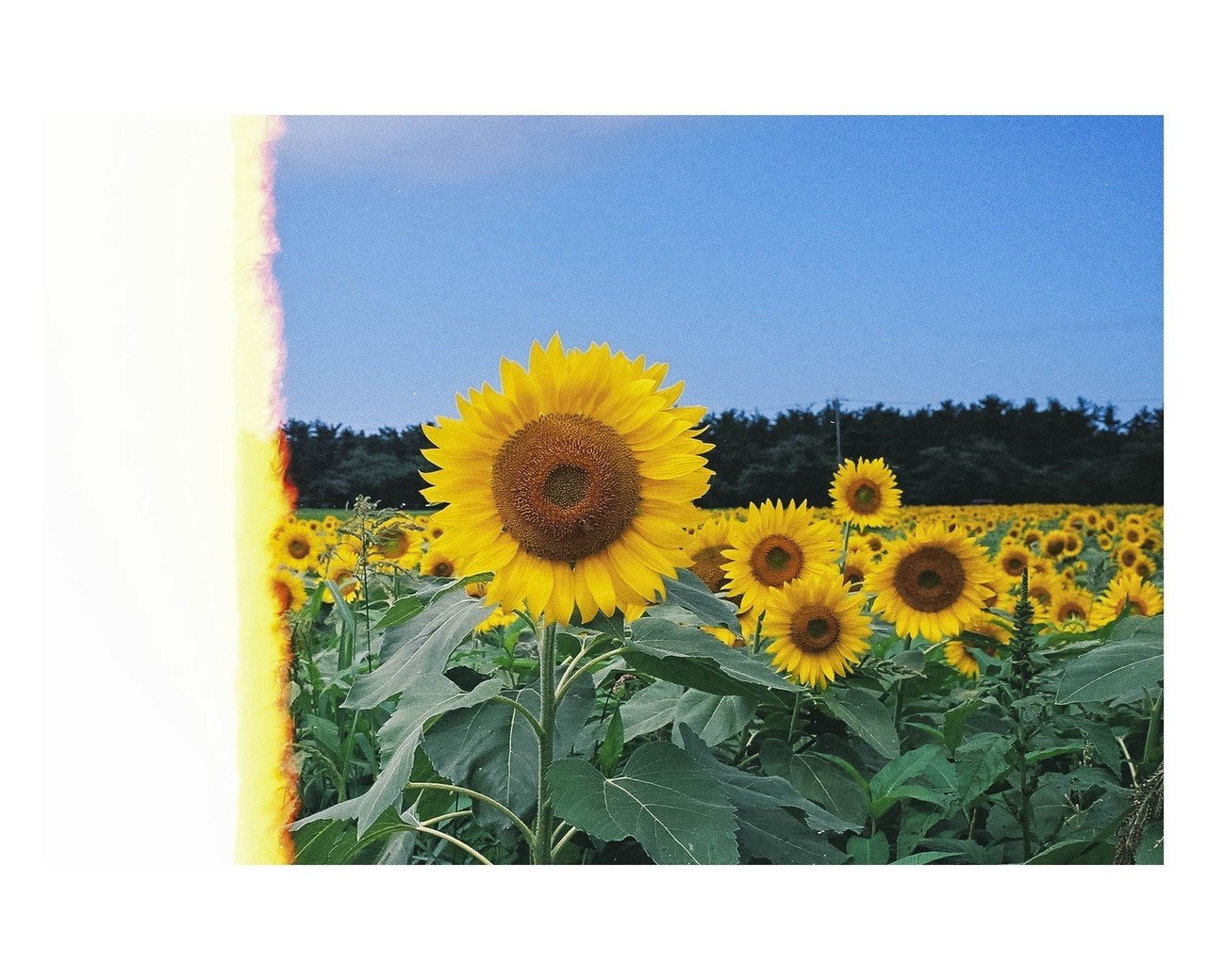 OM-10と夏休み.|HirotoSasaki(しぐれそう) OM-10と夏休み.|HirotoSasaki(しぐれそう)