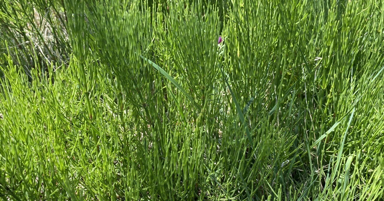 The cute 'horsetail' in spring, the hated 'field horsetail' in summer ...