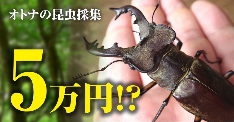 伝説のミヤマクワガタを求めて 飛騨の森でオトナの昆虫採集 竹本 純 田舎スローライフとデザインの記録 Note