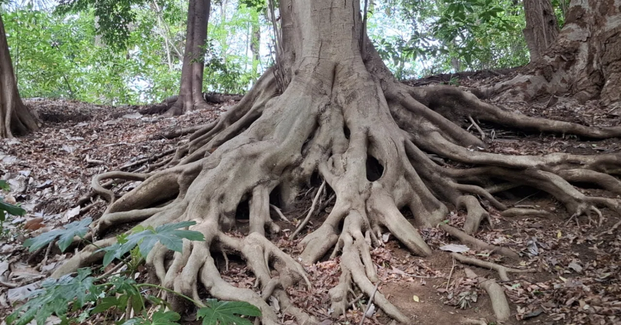 What matters is being connected at the roots｜藤森光一 こどもの居場所ピカイチ 代表社員／子育ち ...