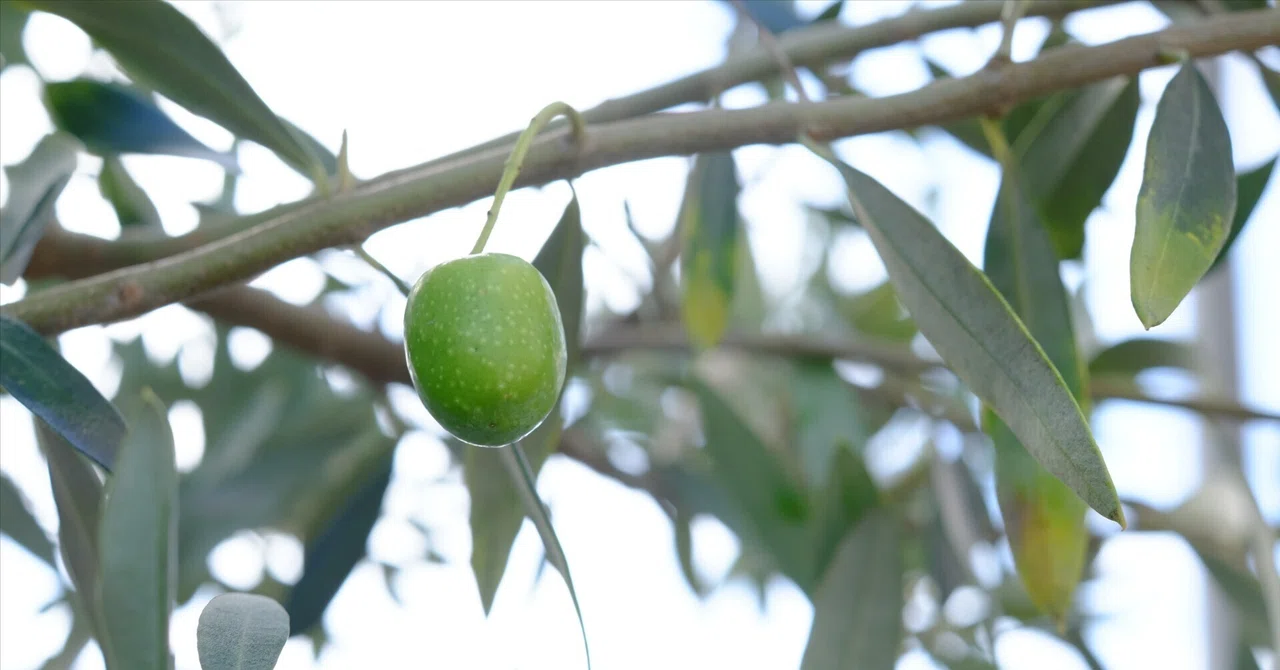 Olive Tree Recovering (?) from Weevil Damage｜ノンシャラン
