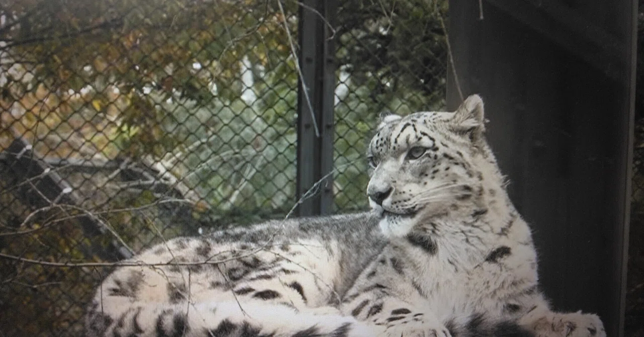 Snow Leopard Live Stream in Commemoration of International Snow Leopard ...