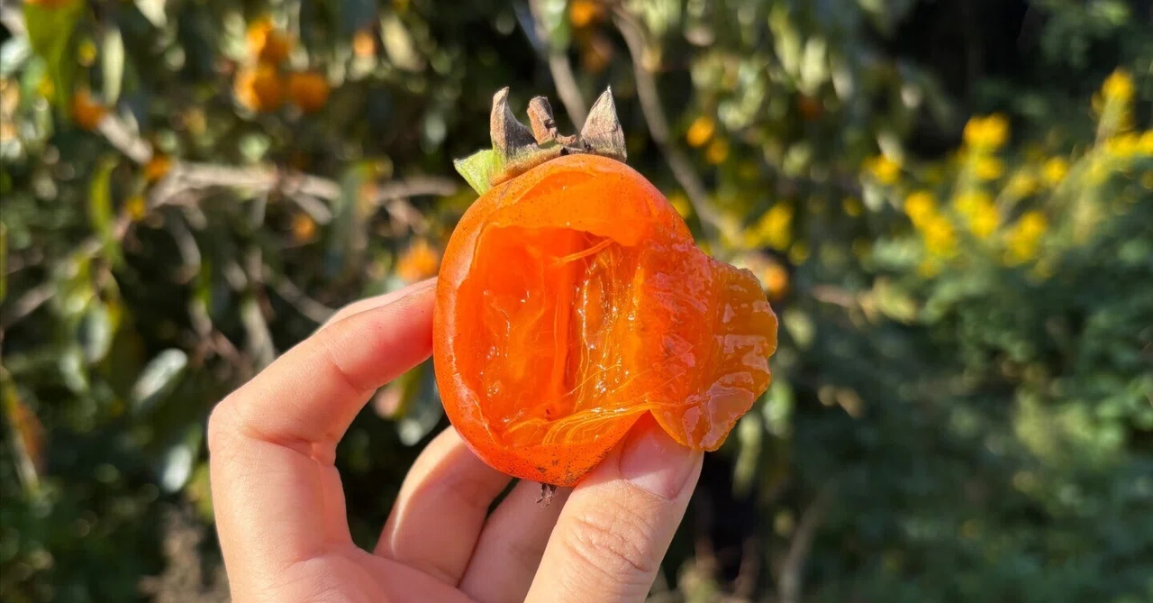 Friday, October 23, 2026: New Rice and Persimmons｜Nanami
