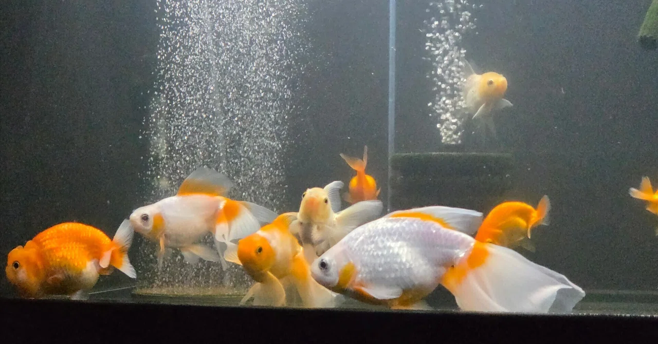 [Fish Doctor in Korea] Acute Disease Treatment Record for Tokai Nishiki ...
