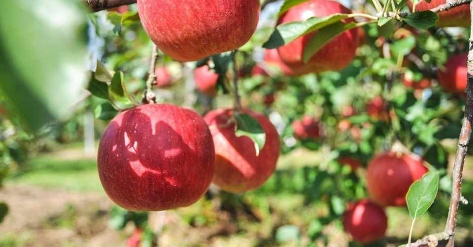 りんご酢ダイエット始めました 2カ月で２キロ減した効果的な方法教えます 山口ゆり Note