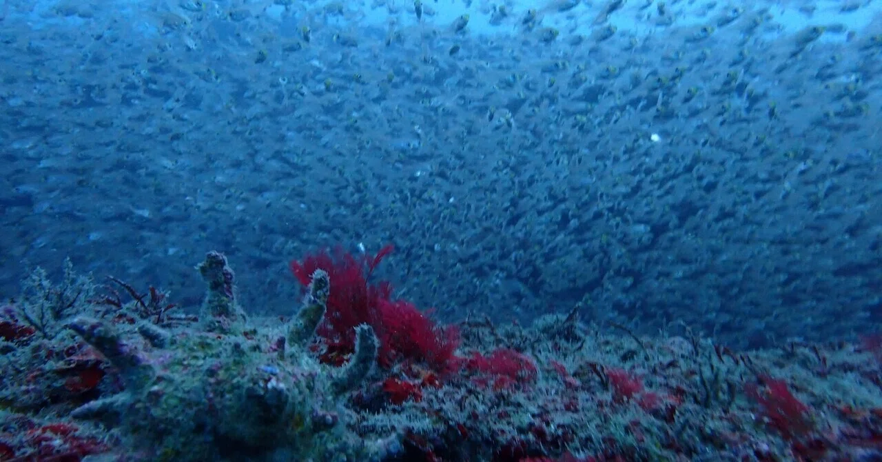 Event Monitor Pacemaker 2026/10/24 FUNDIVE Course. Introductory Diving Course. Murakami Trading ...