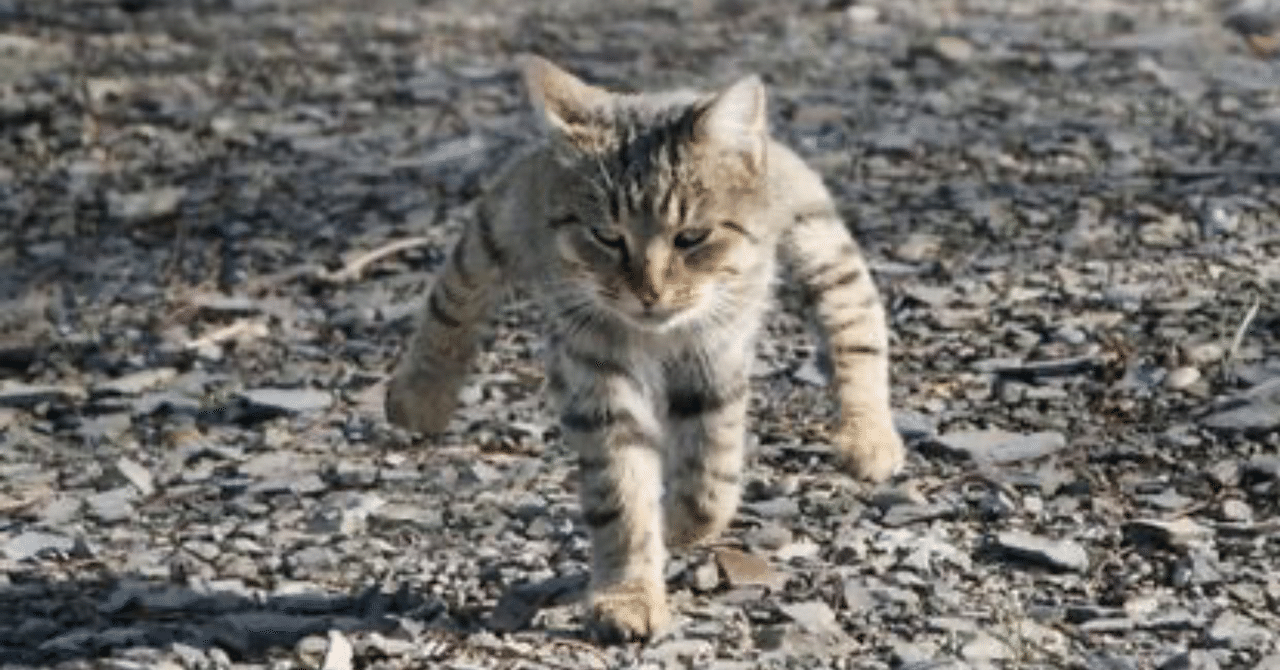 後ろ指さす奴に中指立てるって魔 そんなの殺されちゃうよ やぐらー Note