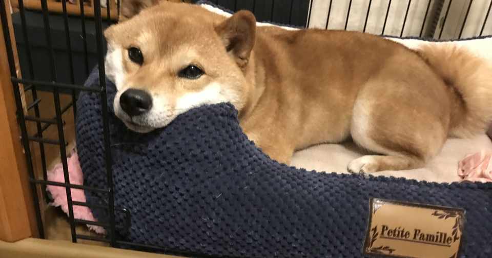 犬と会話する ほんの1分の体験 きよぼー Note
