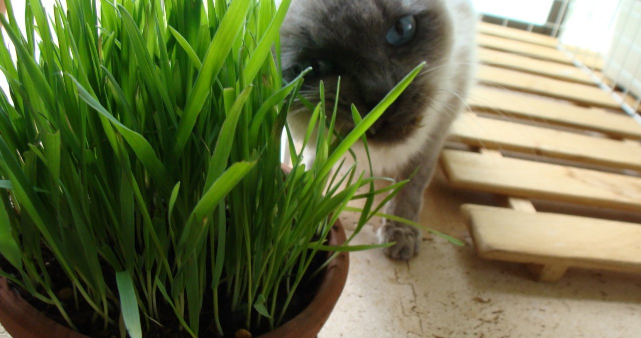 エルザ の新着タグ記事一覧 Note つくる つながる とどける エルザ の新着タグ記事一覧 Note つくる つながる とどける