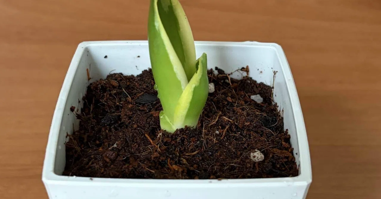 The microwave door won't open. Sansevieria at 5 AM｜ドーパミン散歩