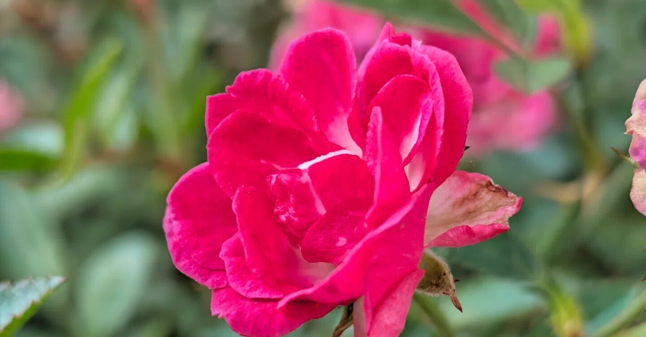 [The Mini Rose Discoloration Case] (Conan Style) Resolution Chapter｜Our ...