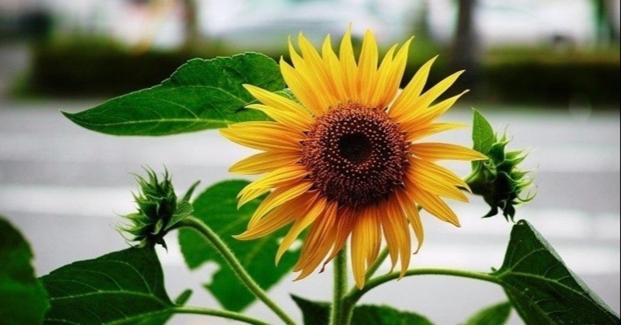 それが やりがい搾取 か なんて自分で決めろ 強化指定豆腐メンタル 東大卒 無職 Note