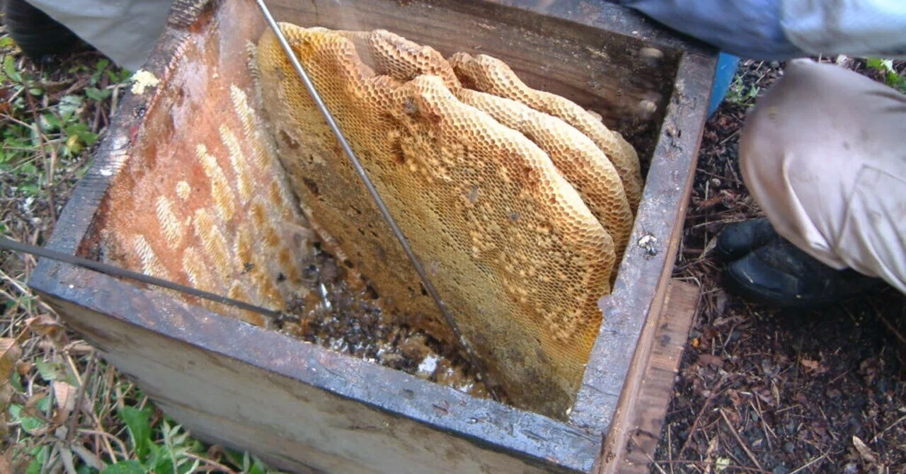 Defeating hornets with 'heat'. The story of the Japanese honeybee, a ...