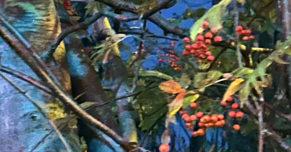 Rowan Tree Planting The Rowan Tanka Incident|藍色