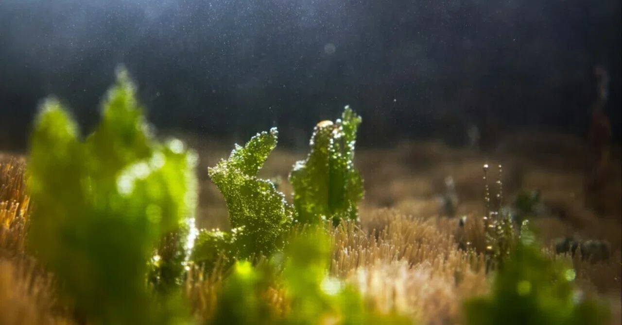 If algae keeps growing back, it's because you're removing it the 'wrong ...