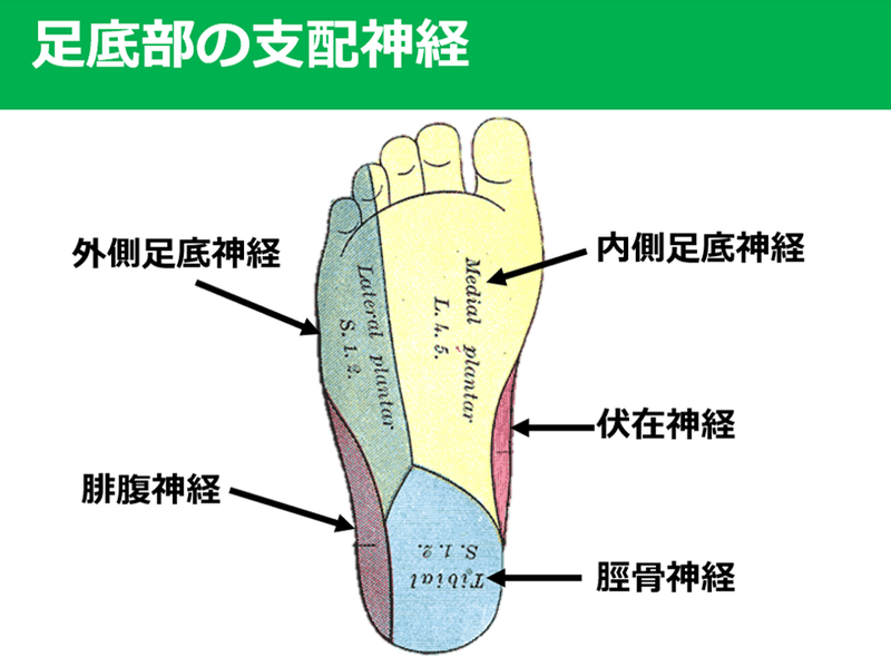 5つの神経だけ考えてもわからない隠れた足部の痛み Y K Note