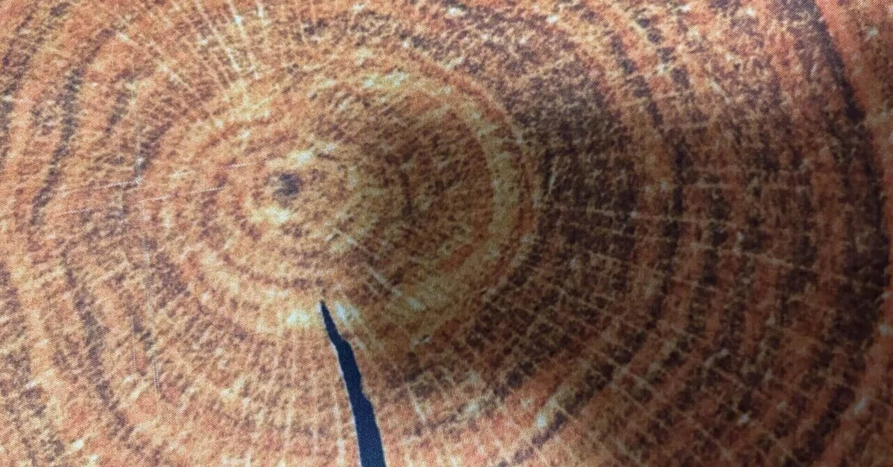 Superimposing your own chronology onto tree rings｜𝑨𝒏𝒕𝒆
