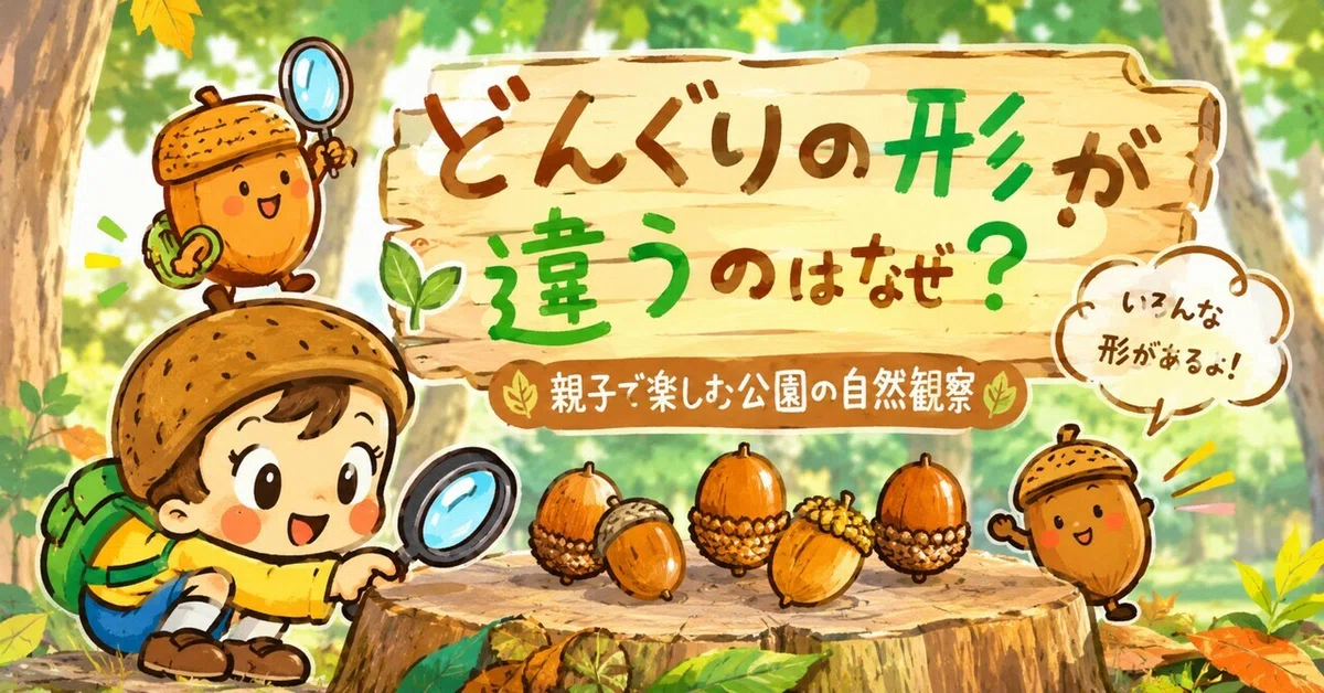 Why do acorns have different shapes? Nature observation in the park for ...