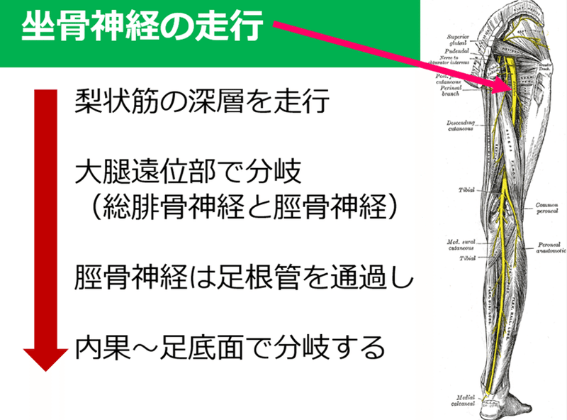 5つの神経だけ考えてもわからない隠れた足部の痛み Y K Note 5つの神経だけ考えてもわからない隠れた足部の痛み Y K Note