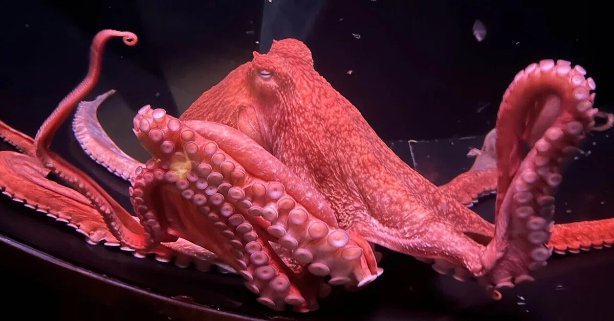 🐙 Why do octopuses have three hearts? The secrets of a body so ...