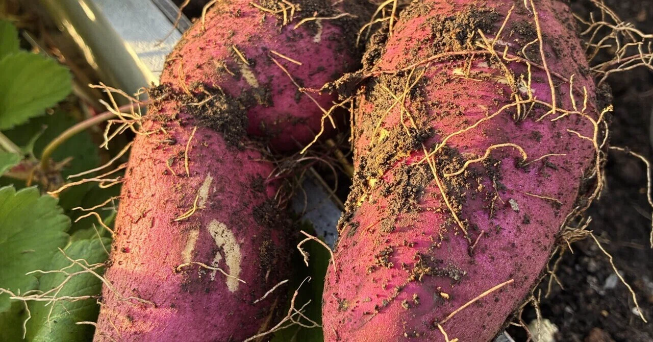 On Organic Farming and Regenerative Agriculture｜たふ