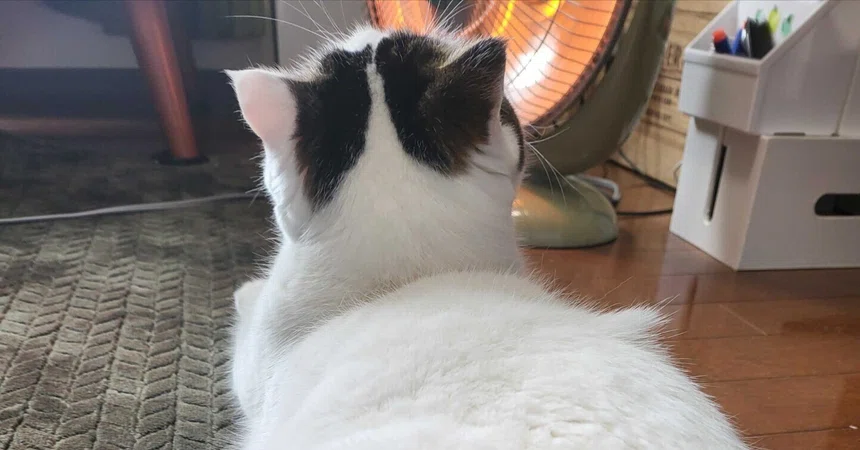 [Cat Common Occurrences] A story about how I can't help but stare ...