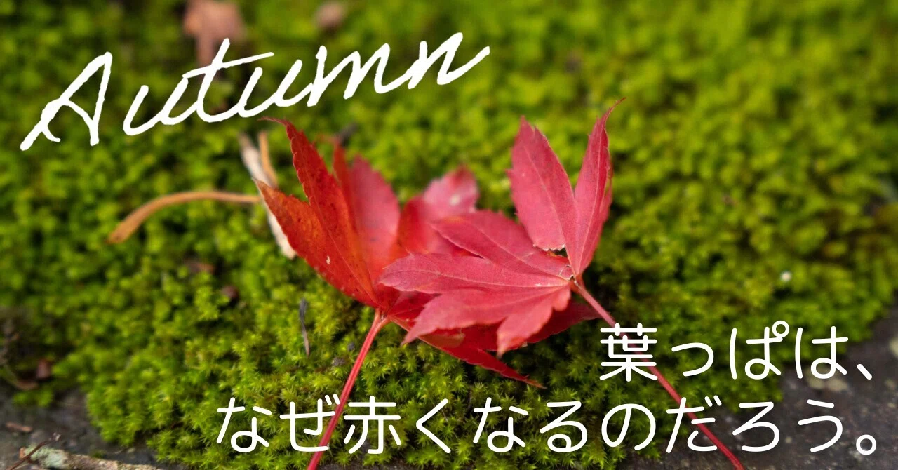 Why do leaves turn red?｜火山と暮らしのインタープリター｜Volcano story guide｜市来 勇人