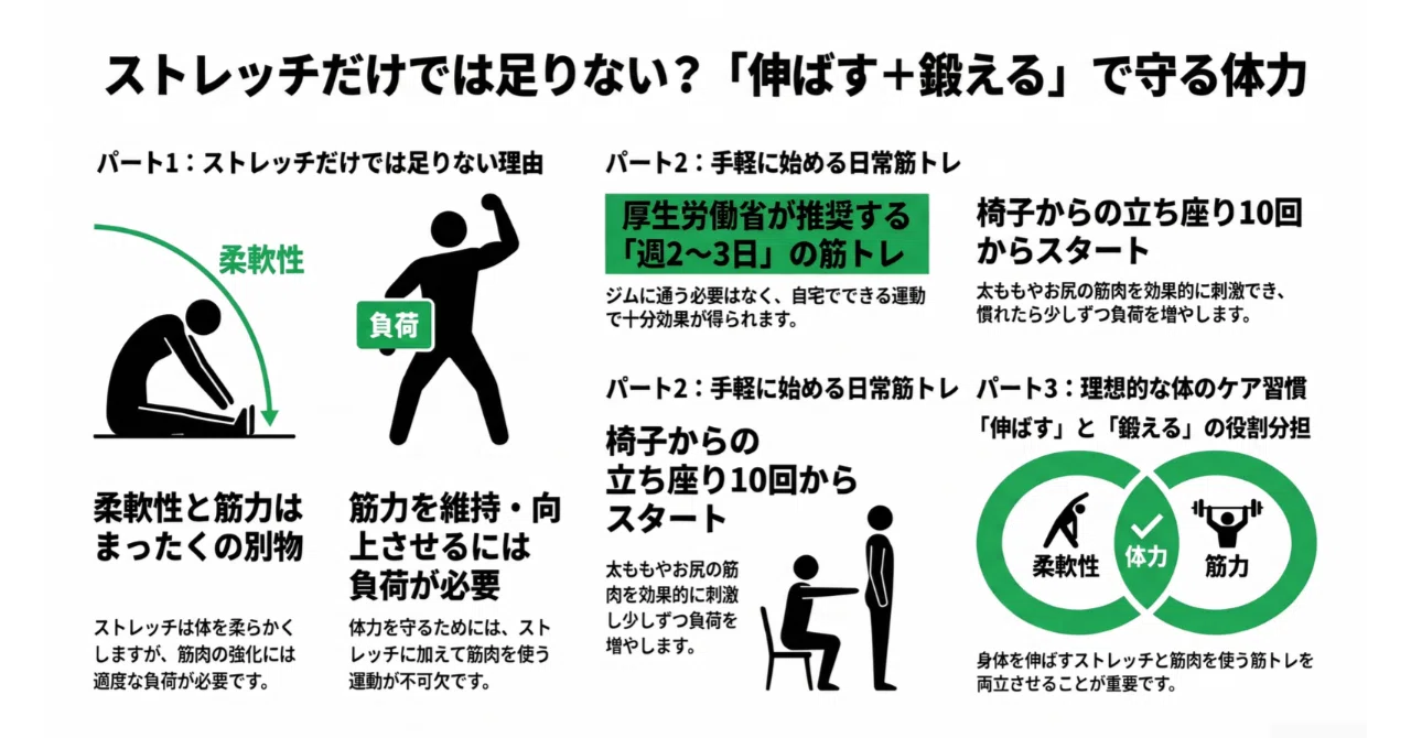 Different Muscle Build Types The Reason for Adding Strength Training to Stretching|ゆうた先生 | 働く人の健康習慣設計