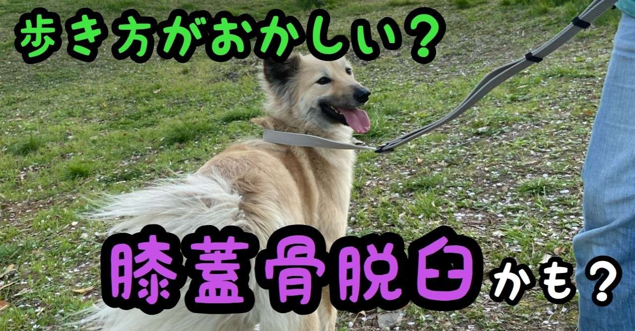 歩き方がおかしい 膝蓋骨脱臼かも ドッグライフサポーター 獅子パパ Note